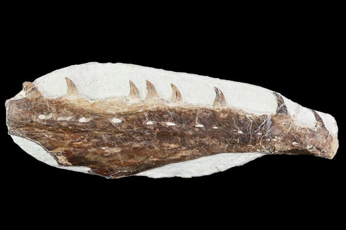 Fossil Mosasaur (Tethysaurus) Jaw Section - Goulmima, Morocco #107095